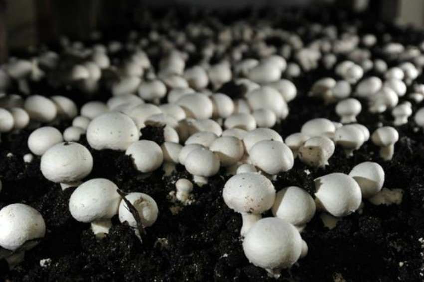बझाङमा जङ्गली च्याउ खाँदा २ जना बालबालिकाको मृत्यु