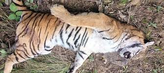 बाँकेमा पाटेबाघ मृत्यु भेटियो