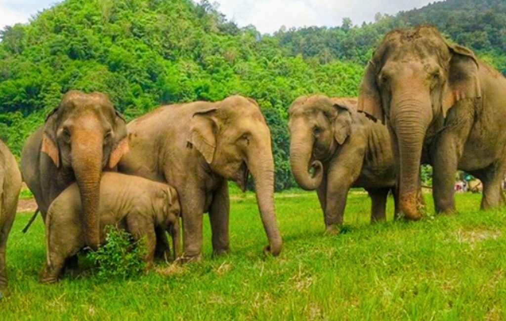 कैलालीमा भारतबाट आएको जङ्गली हात्तीले २ बिघा धान बालीमा क्षति