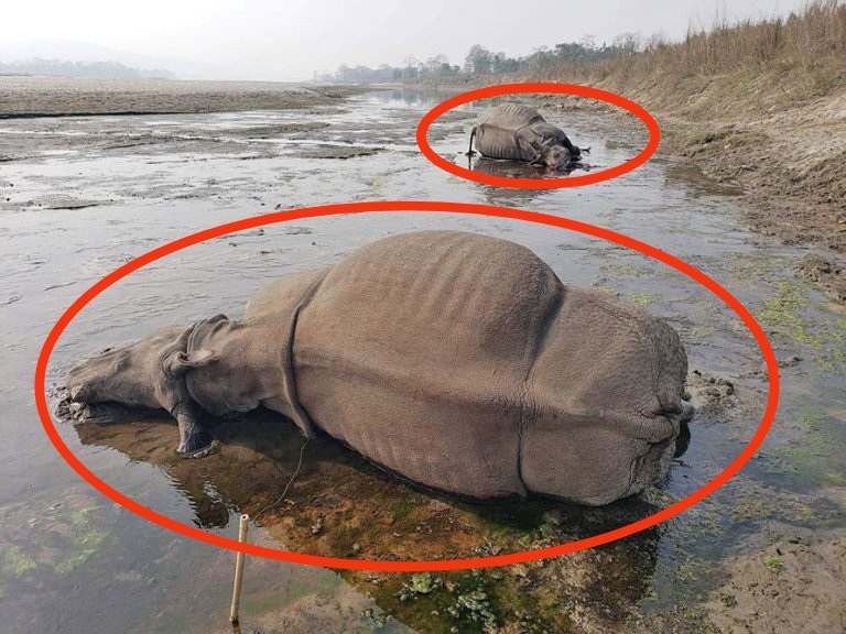 चितवन राष्ट्रिय निकुञ्ज भित्र गैँडा मृत भेटियो शिकारीले मारेको आशङ्का