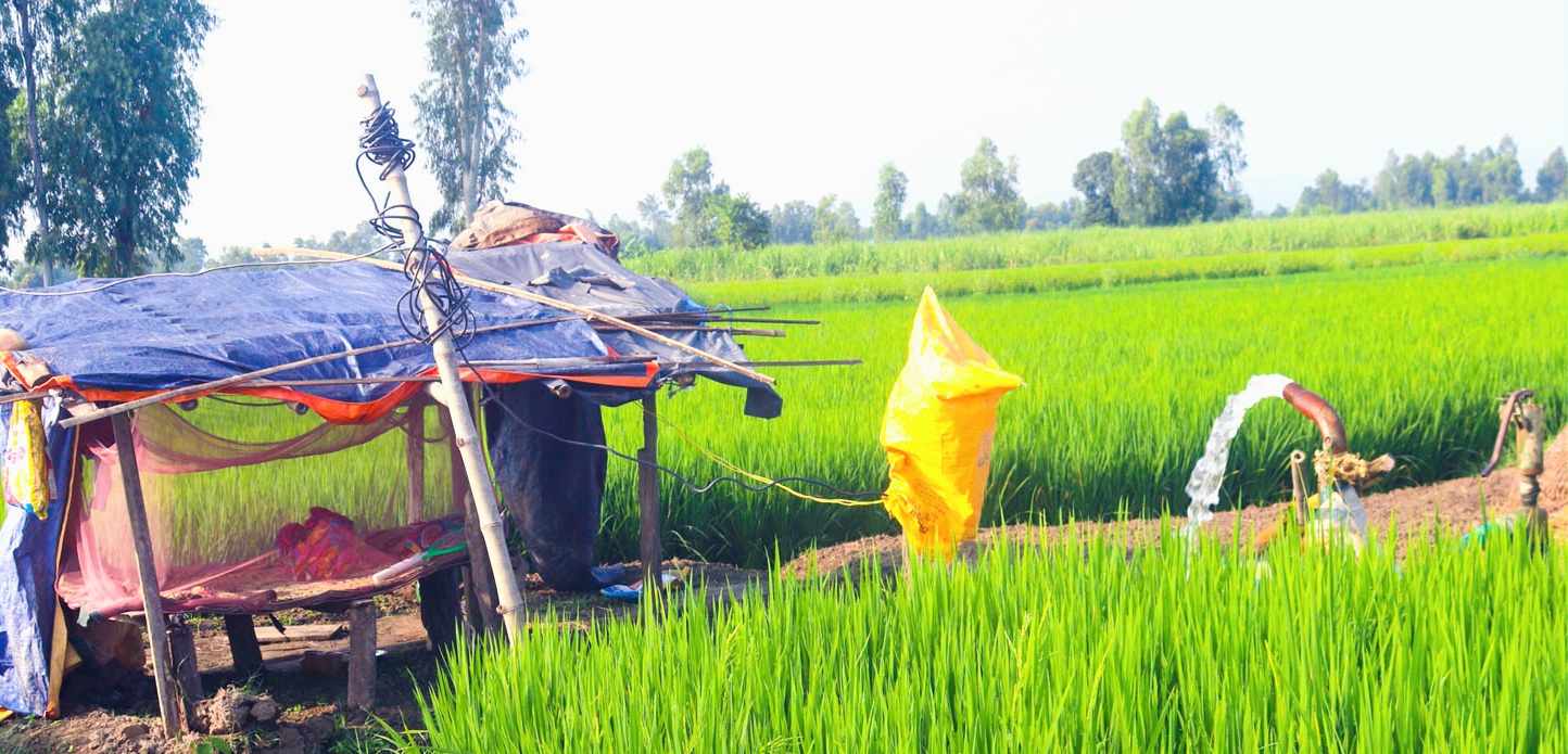 खडेरीका कारण सर्लाहीमा किसानहरु पानीकै लागि खेतमा बास बस्न बाध्य ?
