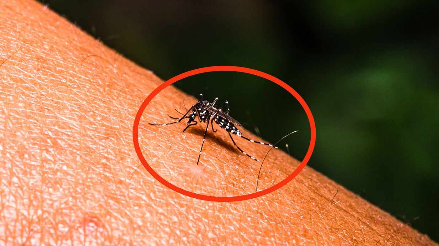 डेंगु सङ्क्रमितको संख्या ३० हजार