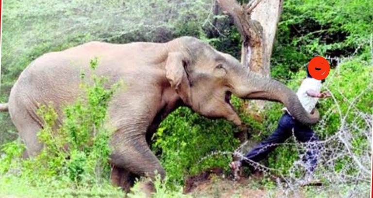 रौतहटमा जङ्गली हात्तीको आक्रमणबाट एकजना महिलाको मृत्यु २ जना घाइते