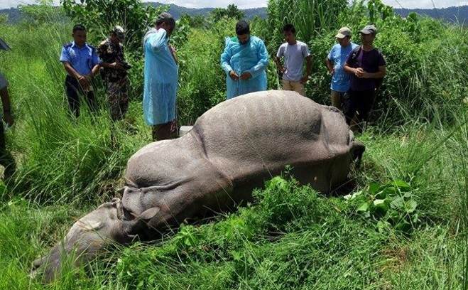 बर्दिया राष्ट्रिय निकुञ्जमा पोथी गैंडा मृत अवस्थामा फेला हराएको बच्चाको खोजी जारी