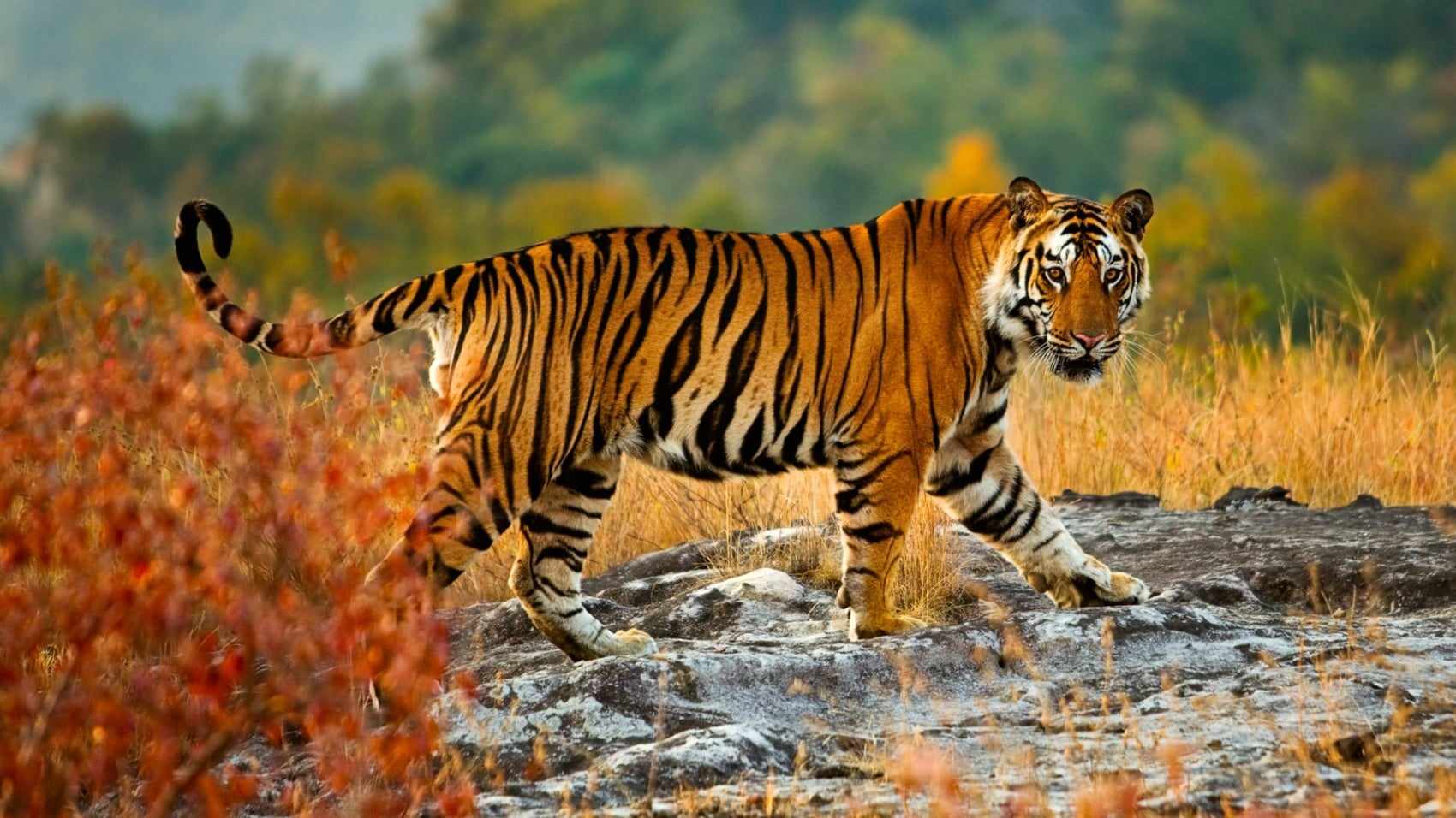 सल्यानमा बाघकाे आक्रमणबाट ४ जना घाईते बाघ नियन्त्रणको लागि निकुञ्जको टोली जादै