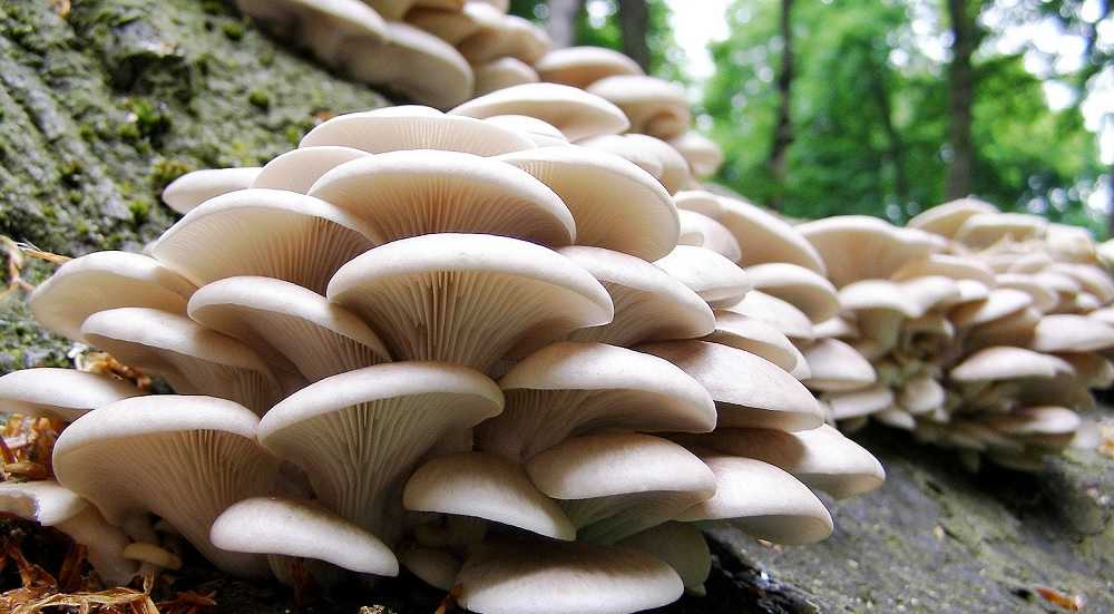 मकवानपुरमा घर छेउमा उम्रेको च्याउ खाँदा ६ जना बिरामी