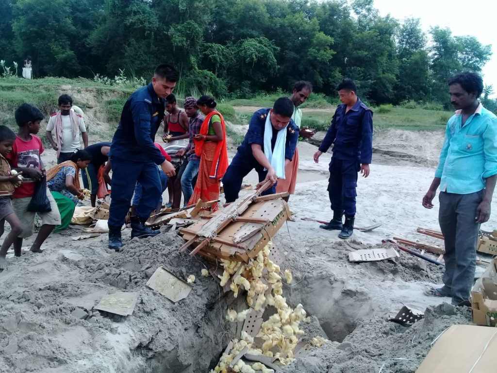 ईप्रका कृष्णनगर प्रहरीले भारतबाट अवैध रुपमा भित्राइएका चल्लाहरु नष्ट
