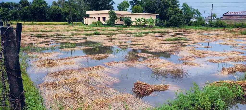 अविरल वर्षाको कारणले पाकेको धान खेतमै कुुहिन थाल्यो किसानहरु चिन्तित