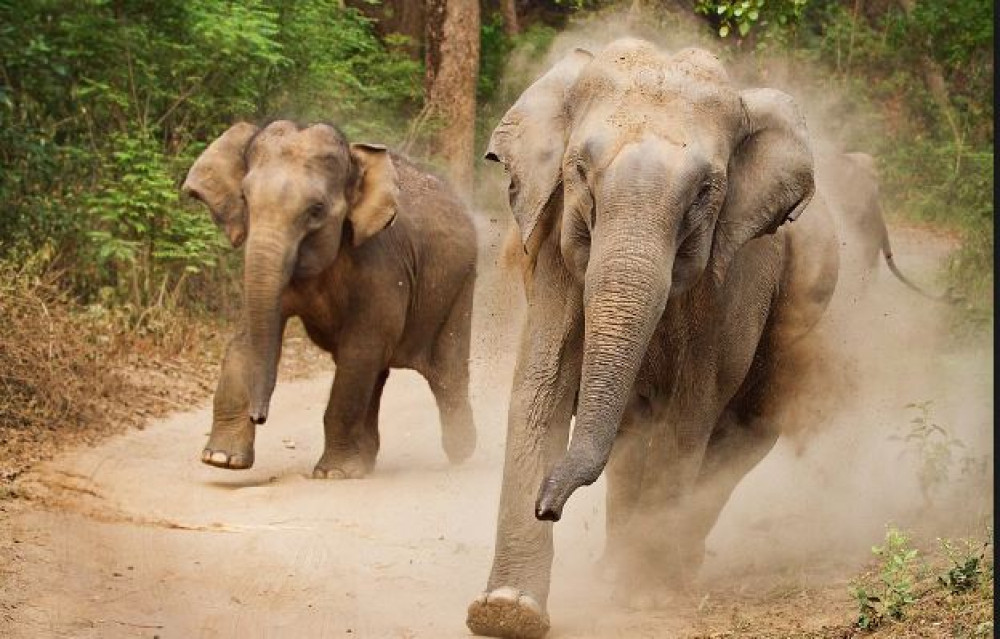 जङ्गली हात्तीको आक्रमणबाट ७२ वर्षीय पदमलाल तामाङको मृत्यु