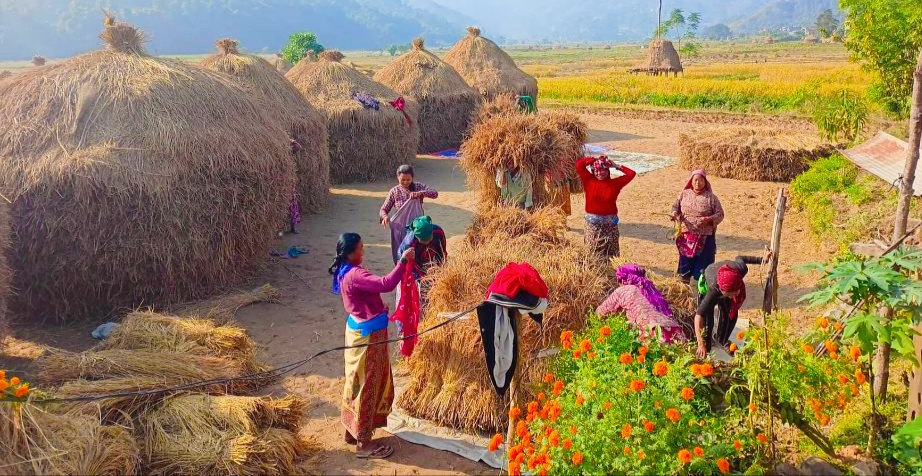 किसानलाई धान काट्न चटारो हुन थाल्यो खेतमा धान थन्काउनमा व्यस्त देखिन्छन