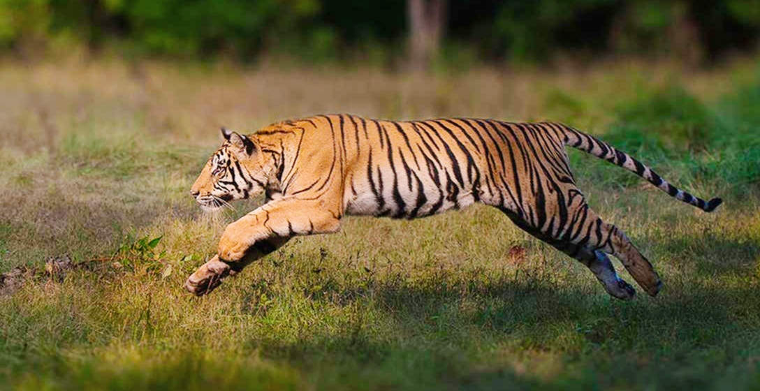बर्दियामा वनमा घाँस काट्न गएकी एक महिला बाघको आक्रमणबाट मृत्यु