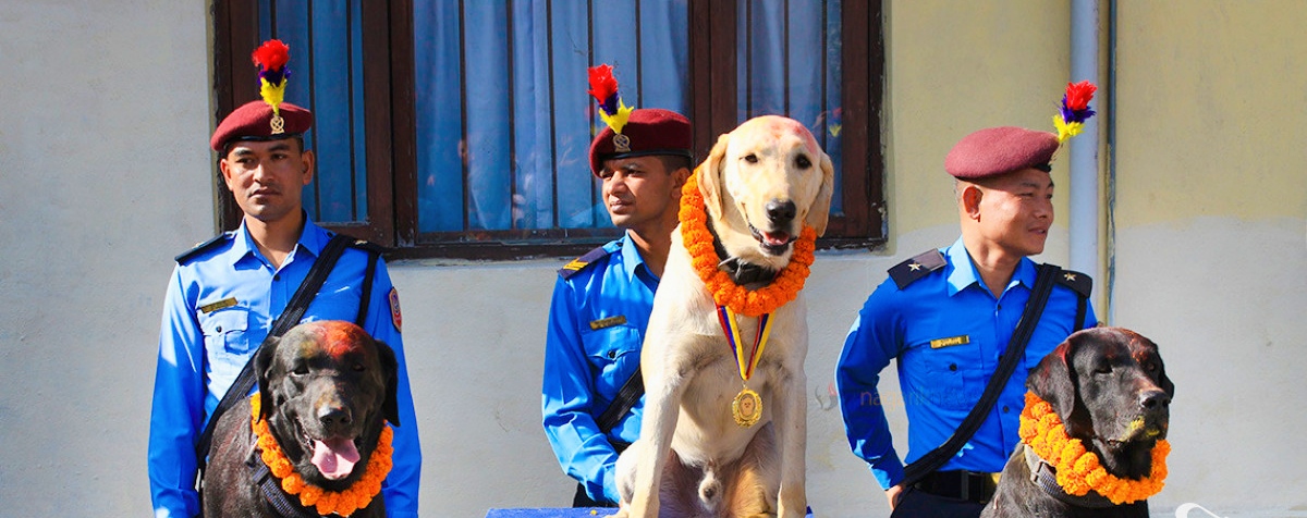 नेपाल प्रहरी तालिम केन्द्रका कुकुरको विशेष कुकुर तिहार पुजा गरेर मनायो