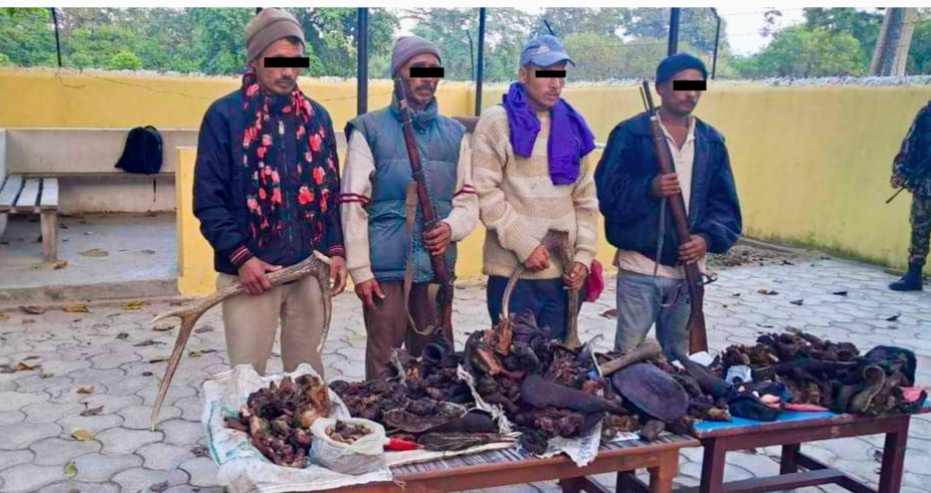 बर्दियामा जरायोको ४० किलो सुकुटी र २ थान भरुवा वन्दुकसहित ४ जना पक्राउ