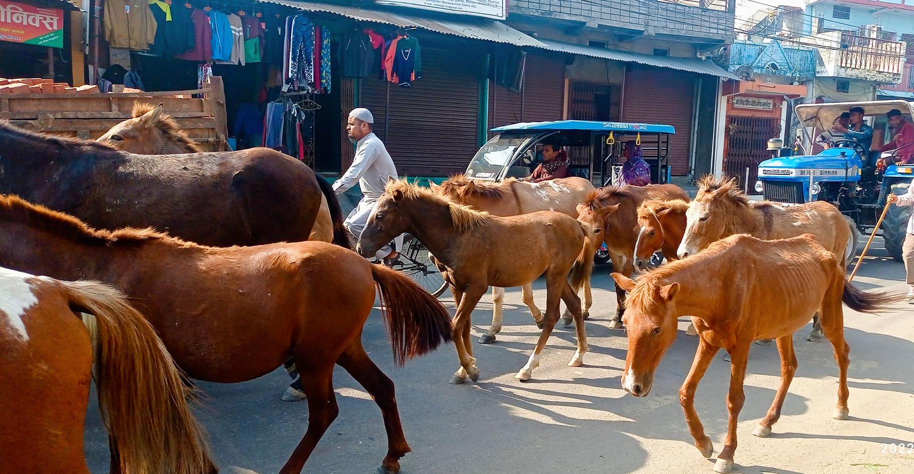 नेपालगन्जको सडकमा छाडा चौपायाहरु दुर्घटनाको कारण ४० जनाले ज्यान गुमाए