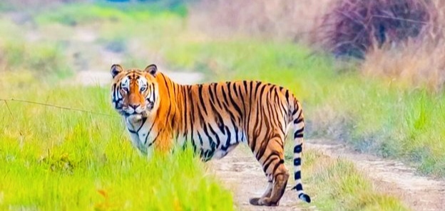 बर्दियामा बाघको आक्रमणबाट एक युवतीको मृत्यु