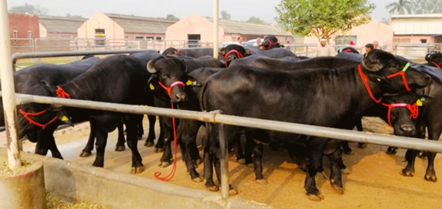 भारतले दिएको १५ वटा मुर्रा जातका राँगा नेपालगन्ज नाका हुँदै नेपाल आईपुग्यो