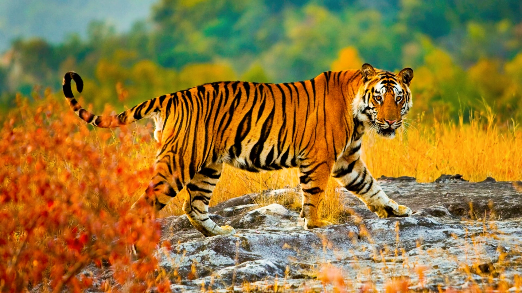 चितवन राष्ट्रिय निकुञ्ज क्षेत्रमा बाघको आक्रमणबाट एक जनाको मृत्यु