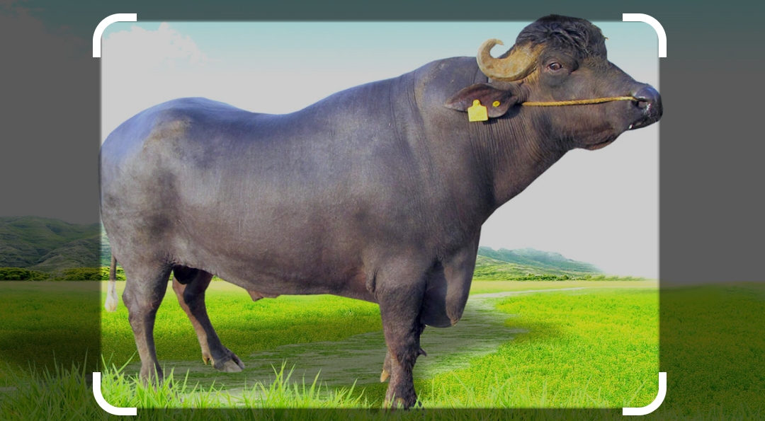 रुपैडिया नाकाबाट १५ मुर्रा राँगा भित्रिने