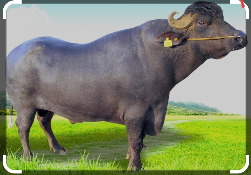 मुर्रा राँगालाई भारतीय भन्सारले रोक्यो
