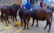 सशस्त्र प्रहरी बाँकेले बिना चेकिङ्ग छोडेको अवैधरु ४ वटा राँगा बाँके प्रहरीद्वारा पक्राउ