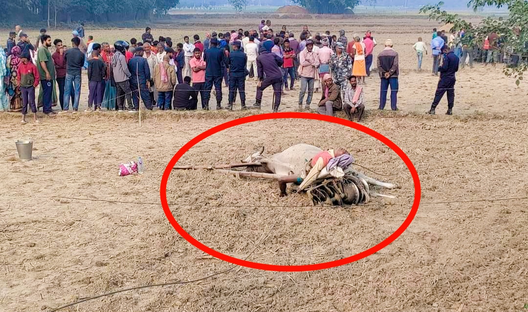 ११ हजार भोल्टको बिजुलीको तार चुडिएर खस्दा खेत जोतिरहेका किसान र गुरुको मृत्यु