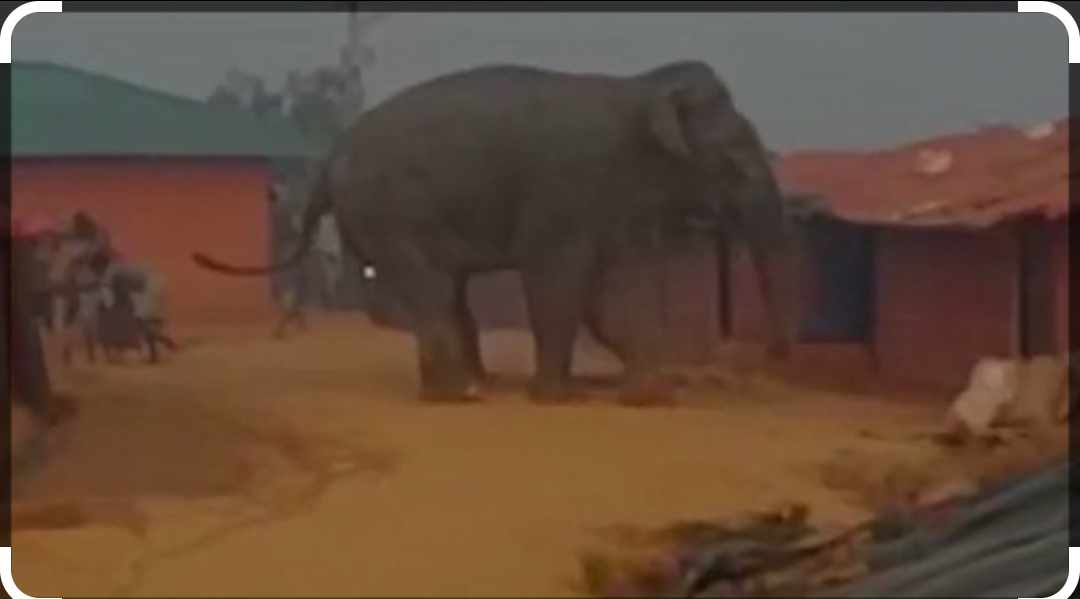 हात्तीको आक्रमणमा परेर मोरङको बेलबारीमा एक जनाको मृत्यु