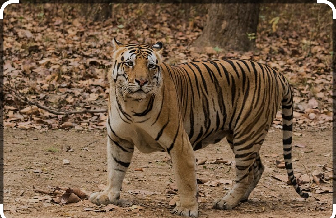 सासु-बुहारीको बाघको आक्रमणबाट मृत्यु