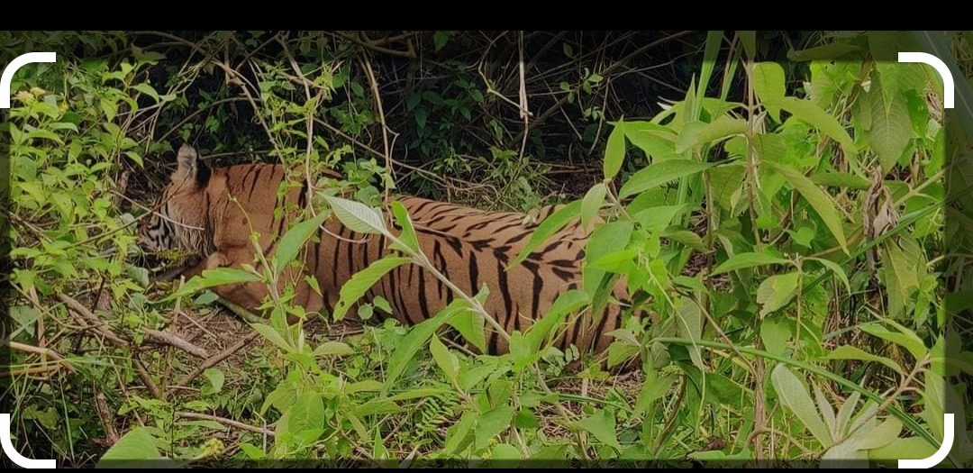नवलपुरमा मृत बाघ फेला