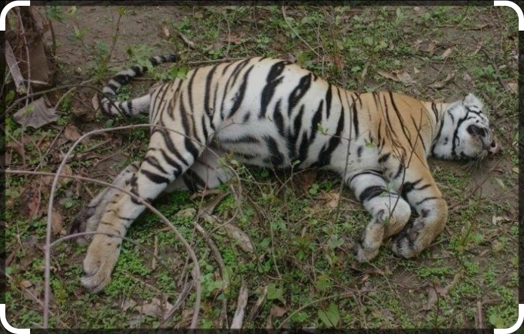 पाटे बाघ मृत भेटियो