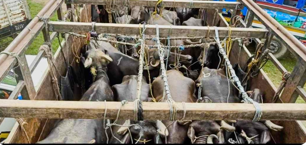 दुई करोड भन्दा धेरै औषधी तथा भैंसी पाडा/पाडी पर्सा प्रहरीद्वारा पक्राउ