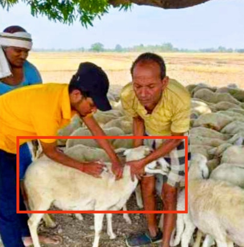 कपिलवस्तुको विजयनगरमा २५ हजार ६ सय बढी पशुलाई भ्याक्सिन लगायो