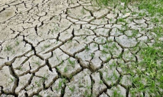 दाङमा चर्को खडेरीले धानको बीउ नस्ट खेतीयोग्य जमिन चर्किदै