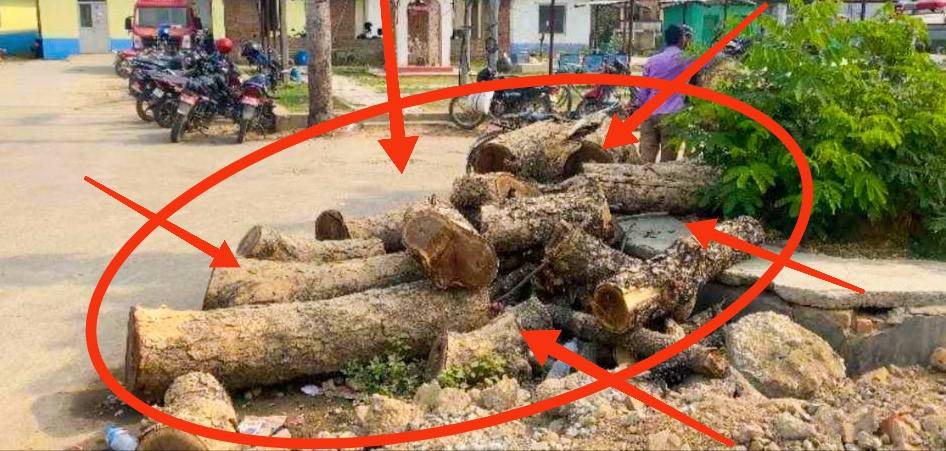 कपिलवस्तुको तौलिहवामा कटान आदेश बिना कसरी काटियो अस्पतालको रुख ?