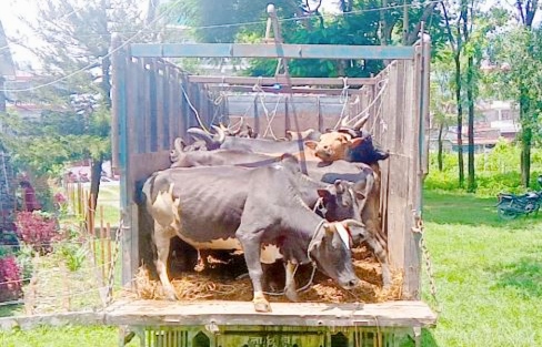 पुर्वपश्चिम राजमार्गमा गोरु तस्करी जारी प्रहरीले कडाइ गरेपछी नयाँ बाटो प्रयोग गर्दै तस्करहरु