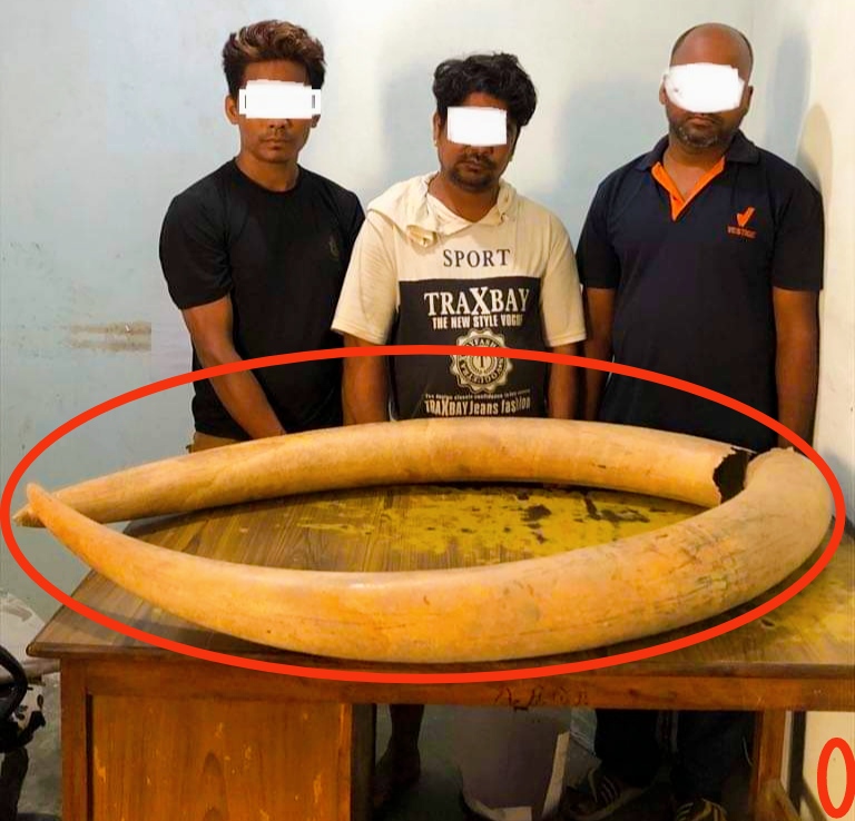 पर्सा प्रहरीले जंगली हातीको दुई वटा दारासहित तीन जना पक्राउ