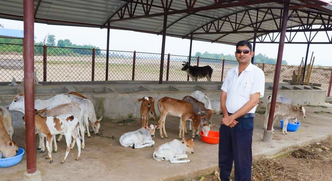डा योगीद्वारा गढवा गौशाला गाई संरक्षण केन्द्रमा आहाराको एवं खाद्यान्न सहयोग
