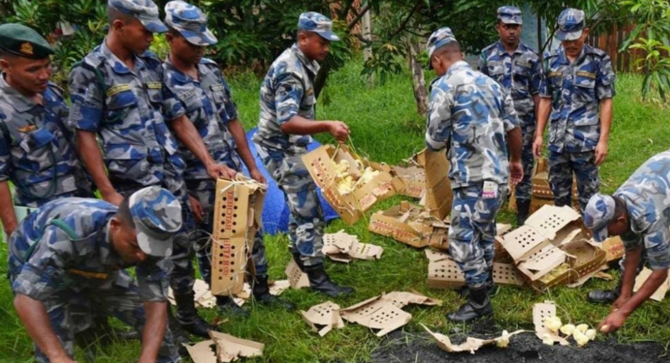 पर्सा सशस्त्र प्रहरीले अबैध रुपमा ल्याउँदै गरेको ३ हजार बोइलर कुखुरा चल्ला नष्ट