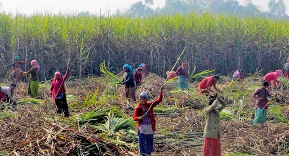 उखु किसान हरुले पाए १ अर्ब ६१ करोड भुक्तानी