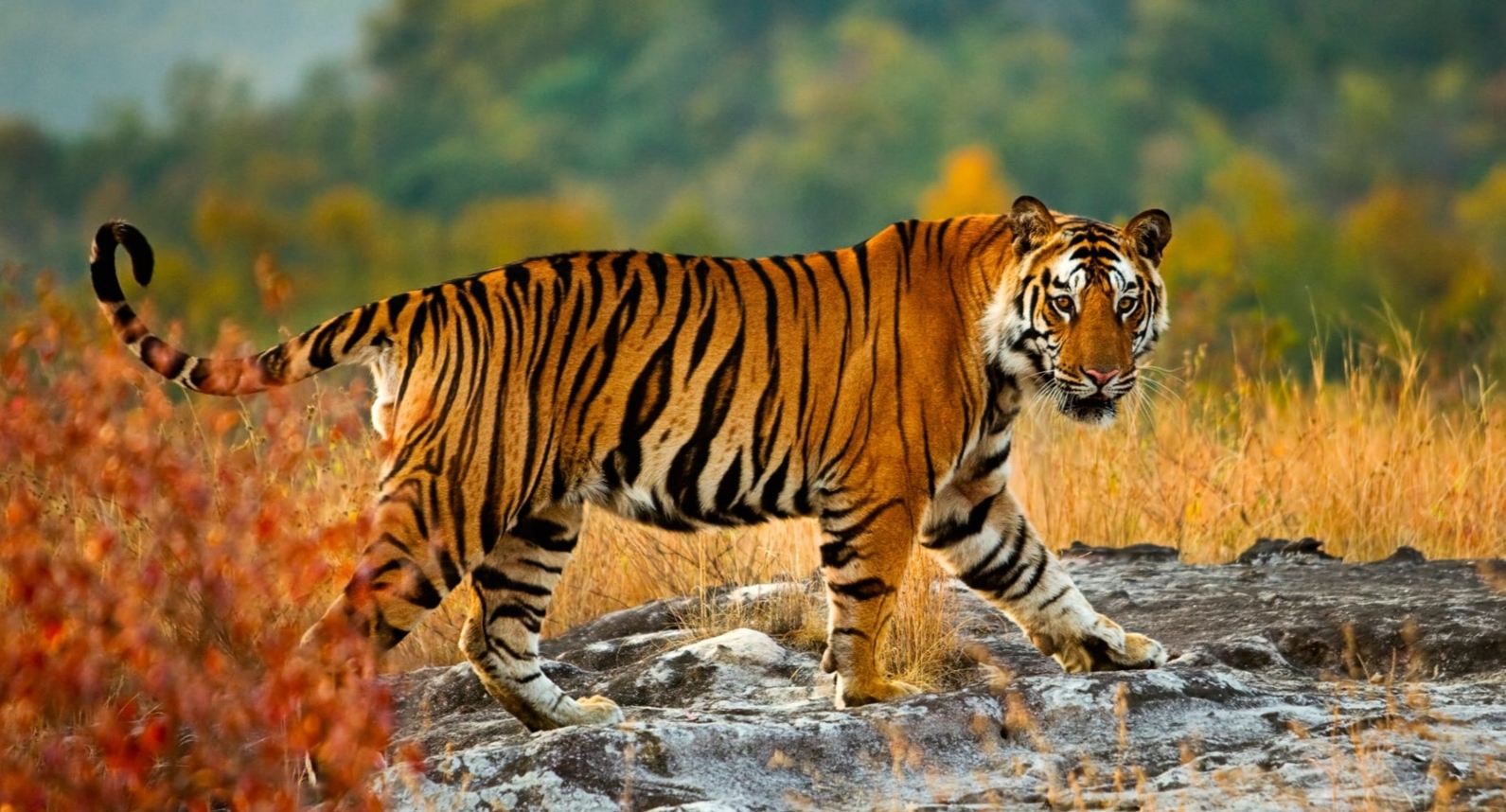 दाङको तुल्सीपुरमा बाघको आक्रमणबाट तीन जना घाइते