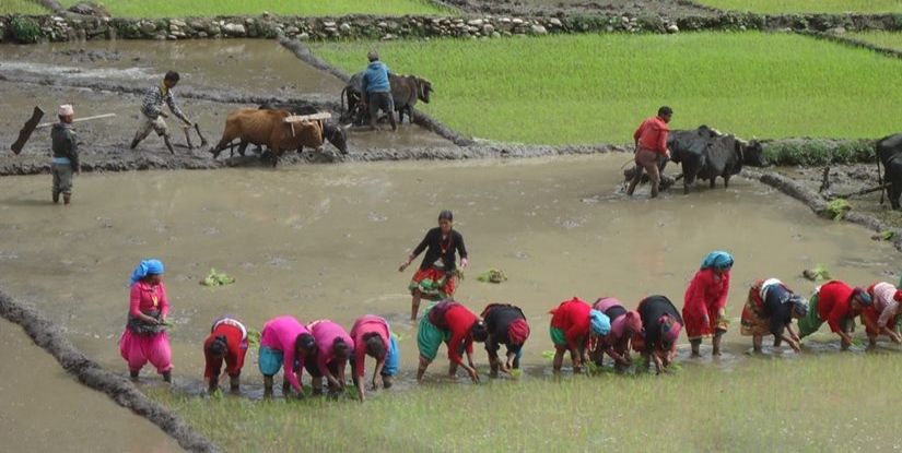 बाँकेमा धान रोपिरहेका दुई महिलाको चट्याङ लागेर मृत्यु एक महिला घाइते