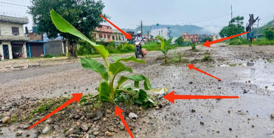 राजमार्ग सडकको हरीबिजोग स्थानीयले सडकमा केरा र फूलको विरूवा रोपेर विरोध गरे