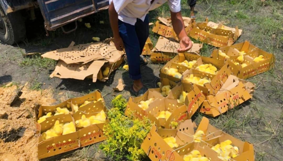 प्रहरीले एक हजार चार सय भारतीय कुखुराको चल्ला पक्राउ गरी नष्ट