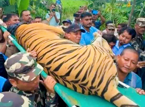 पाटेबाघ नियन्त्रणमा निकुञ्ज टिमले पिंजडामा हालेर लग्यो