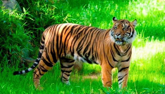 नारायणगढमा आइतबार बिहान बाघले आक्रमण गर्दा १ जना घाइते