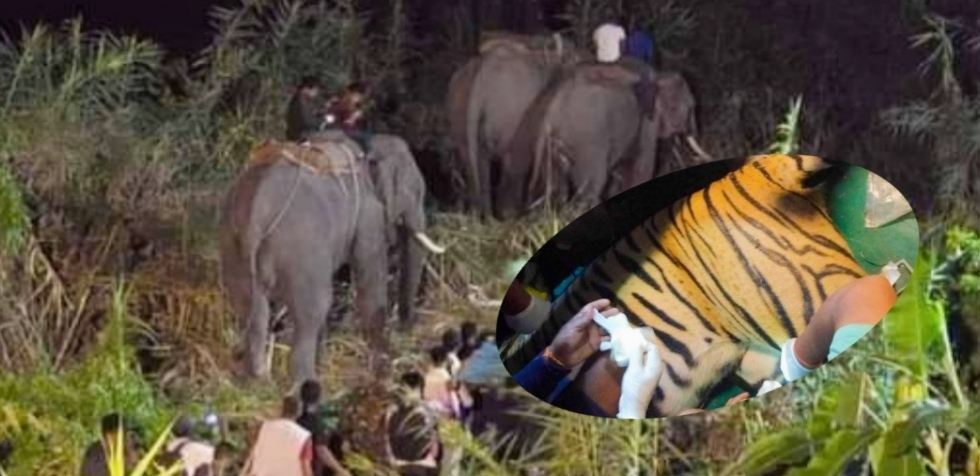 नारायणी नदीको किनारमा मान्छेमाथि आक्रमण गरेको बाघ नियन्त्रणमा   बिहान सवा ५ बजेतिर नारायणघाटस्थित नदी किनारमा मर्निङवाक गरिरहेका भरतपुर-२ बेलटाँडीका ६० वर्षीय पशुपति श्रेष्ठलाई आक्रमण गरेर बाघ नजिकैको झाडीमा लुकेको थियो।  बिहानैदेखि ड्रोन क्यामरा र हात्तीसहित खटेको प्राविधिक समूह राति सवा ९ बजेतिर बाघलाई नियन्त्रणमा लिन सफल भएको हो।  राष्ट्रिय प्रकृति संरक्षण कोष सौराहाका चिकित्सक, प्राविधिक र वन कार्यालयका कमर्चारीहरूको प्रयासमा बाघलाई नियन्त्रणमा लिएको डिभिजन वन कार्यालय चितवनका प्रमुख थीरबहादुर कार्कीले जानकारी दिए।  बाघ नियन्त्रणमा लिने क्रममा दुईवटा हात्ती तर्सिएर भागेका थिए।  राष्ट्रिय प्रकृति संरक्षण कोषका पशु चिकित्सक डा. अमिर षडौलाले नियन्त्रणमा लिइएको बाघलाई आइतबार सौराहास्थित इनक्लोजरमा लगेर राखिने बताए। बाघको आक्रमणमा परेर घाइते भएका श्रेष्ठको चितवन मेडिकल कलेजमा उपचार भइरहेको छ। उनको मुख र हातमा चोट लागेको छ।