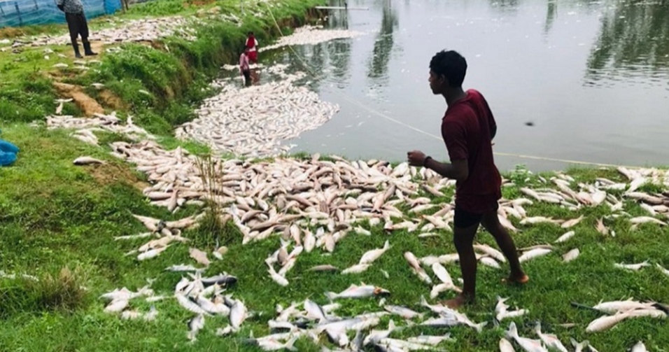 माछा पालन गर्ने किसान आफ्नो पोखरीका माछा मर्न थालेपछि चिन्तित विष हालेको असंका