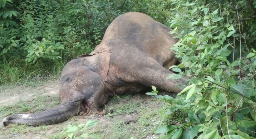 बारामा जंगली हात्ती मृत फेला