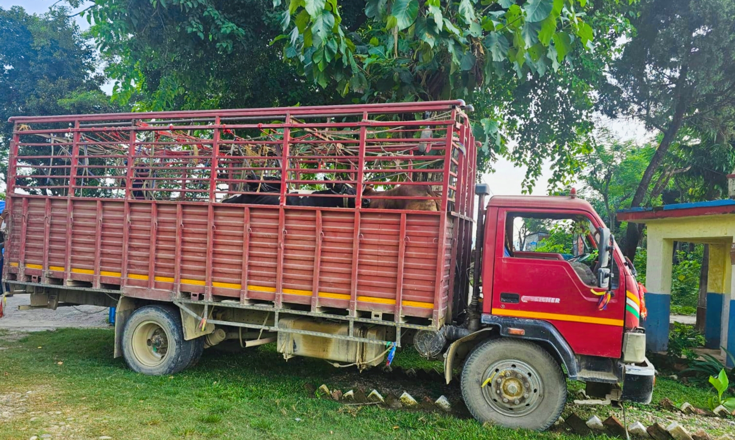 लुम्बिनी प्रदेशको जिल्लाबाट १९ वटा गाईगोरु प्रहरीले दाउन्नेबाट पक्राउ गरी भन्सार बुझायो