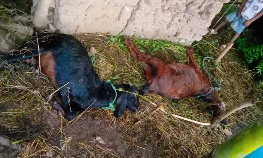 दाङमा चट्याङ लागेर २ वटा बाख्रा मरे