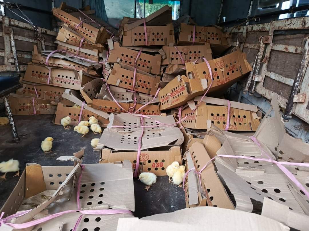 बाँके प्रहरीले तस्करी गरेर ल्याउदै गरेको २ लाख ३५ हजारको ब्रोईलरको चल्ला पक्राउ